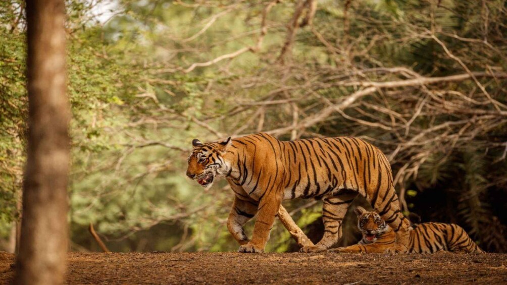 A tiger walking through a forest. 4