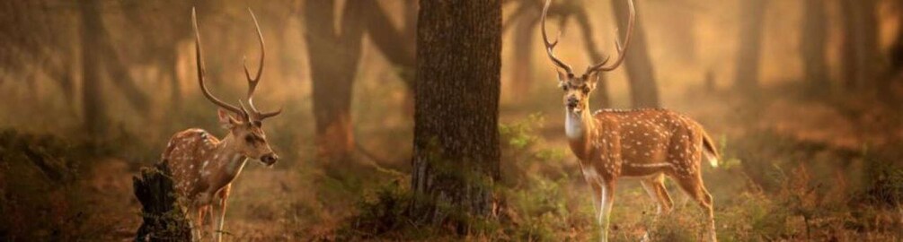 Two deer in a forest with trees and sunlight filtering through. 5
