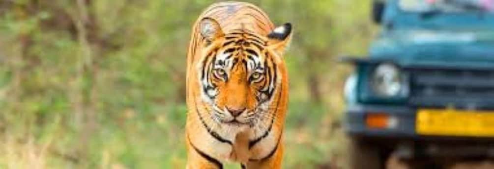 A tiger in a natural setting with a vehicle in the background. 3