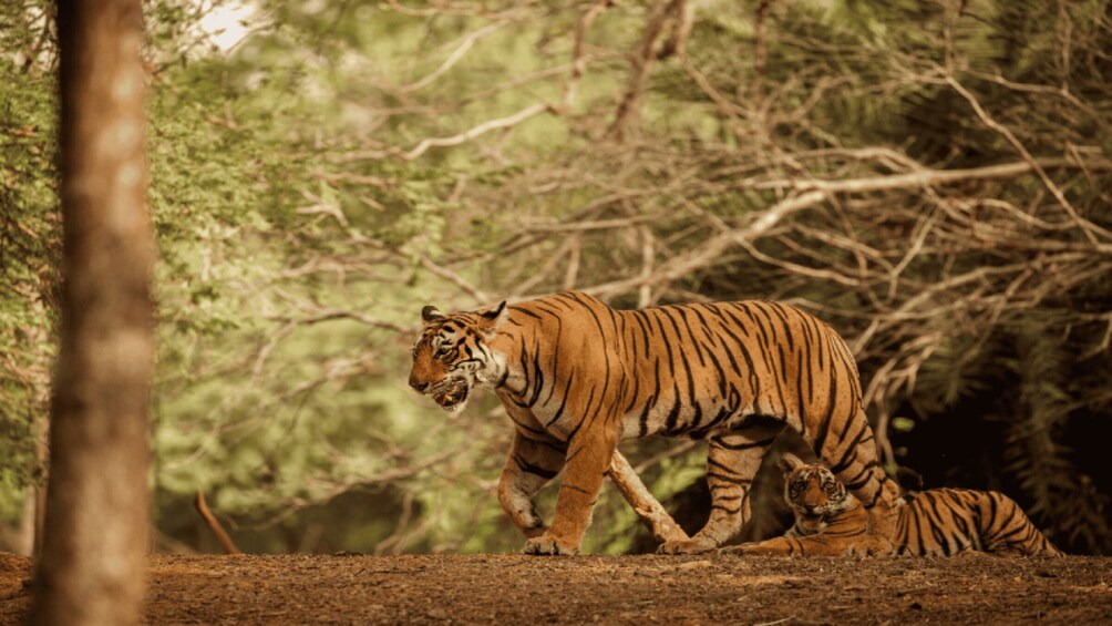 A tiger walking through a forest with trees in the background. 1