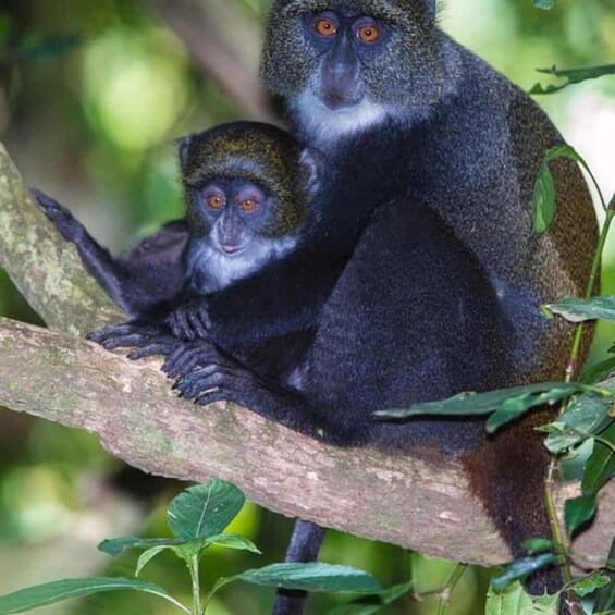 Picture 23 for Activity ZANZIBAR: Stone Town and Jozani Forest Guided Tour 4