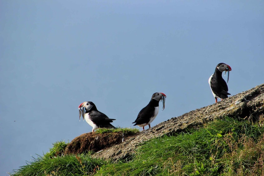 Picture 4 for Activity Vestmannaeyjar: Volcanic Vistas & Puffin Paradise ATV Tour 2