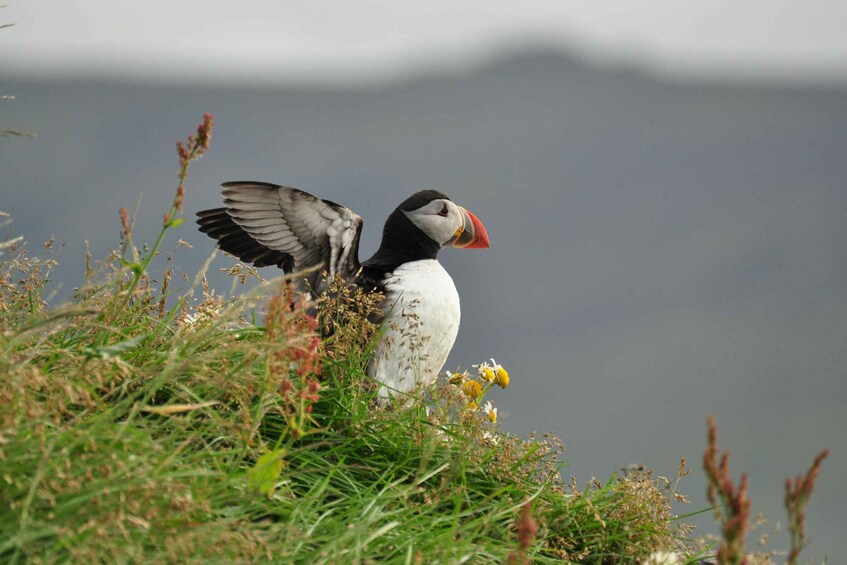 Vestmannaeyjar: Volcanic Vistas & Puffin Paradise ATV Tour 1