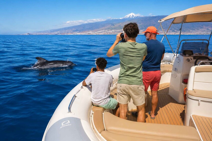 South Tenerife: Private Whale and Dolphin Watching Tour 3