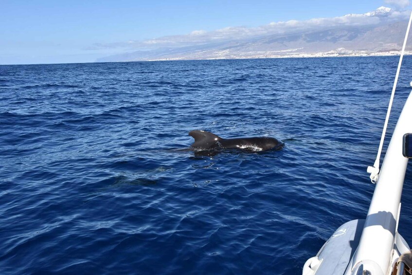 Picture 5 for Activity South Tenerife: Private Whale and Dolphin Watching Tour 5