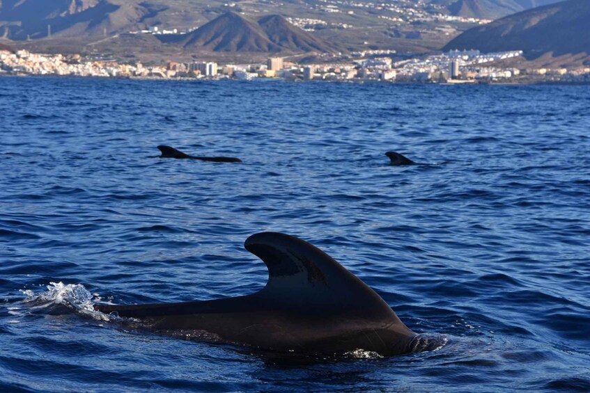Picture 4 for Activity South Tenerife: Private Whale and Dolphin Watching Tour 2