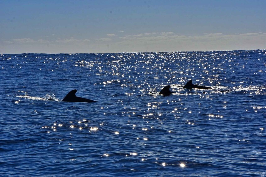 Picture 1 for Activity South Tenerife: Private Whale and Dolphin Watching Tour 4