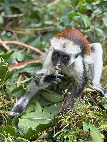 A monkey with white and brown fur eating leaves among green foliage. 1