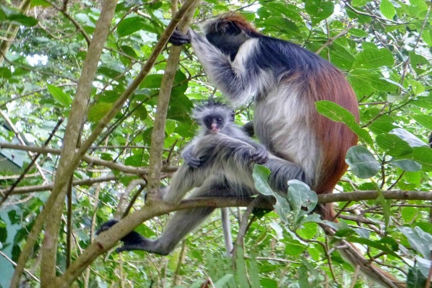 Two monkeys on a tree branch in a forest. 1