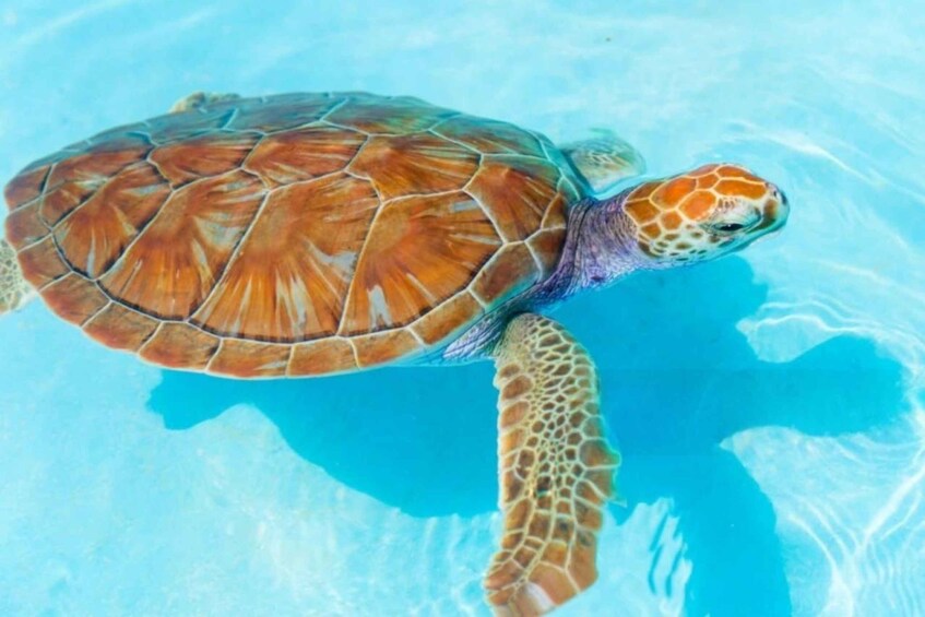 Picture 15 for Activity Zanzibar: Jozani forest, Butterfly, turtles & Mtende beach 2