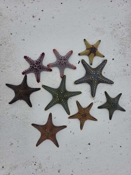 Seven starfish on a sandy surface. 2