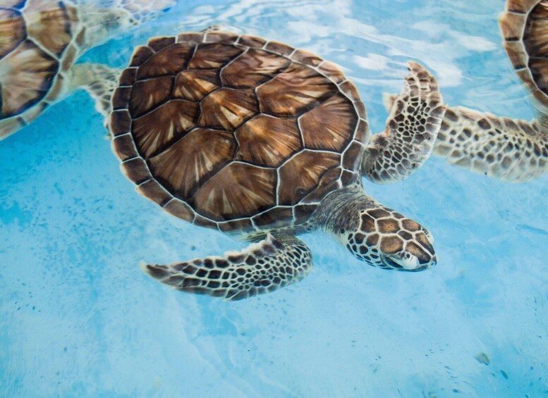 A sea turtle swimming in clear blue water. 1
