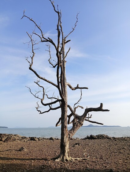 A leafless tree with a twisted trunk and branches, standing on a rocky shoreline with calm water and distant mountains in the background. 3