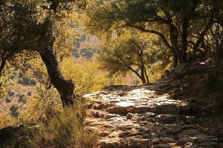 A rocky trail surrounded by trees in a hilly landscape. 1