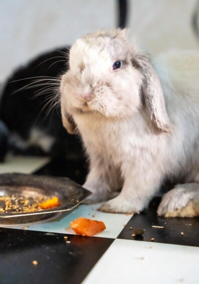A rabbit sitting on a checkered floor with a bowl and some food scraps. 2
