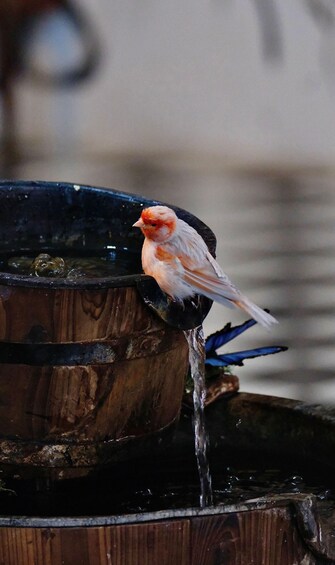 A bird perched on a wooden water feature with water flowing. 3