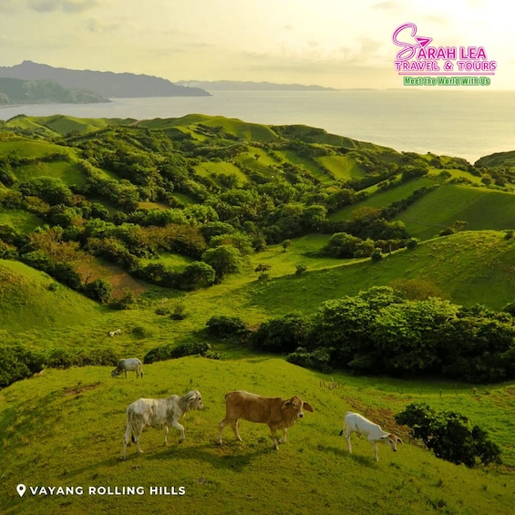 Rolling hills, grazing cattle, and a coastal view. 5