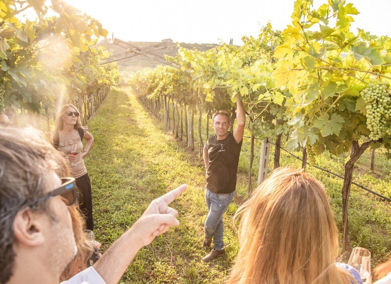 A vineyard with rows of grapevines and people walking through. 2