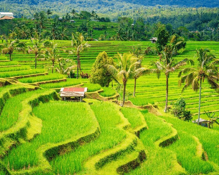 Terraced rice fields with palm trees and a small house. 3