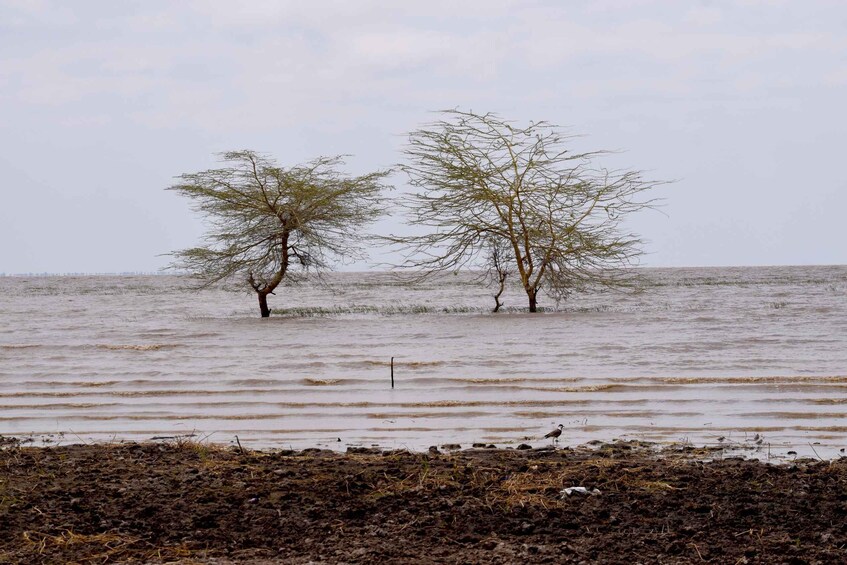 Lake Manyara Overnight Trip with Canoeing & Treetop Walkway 1