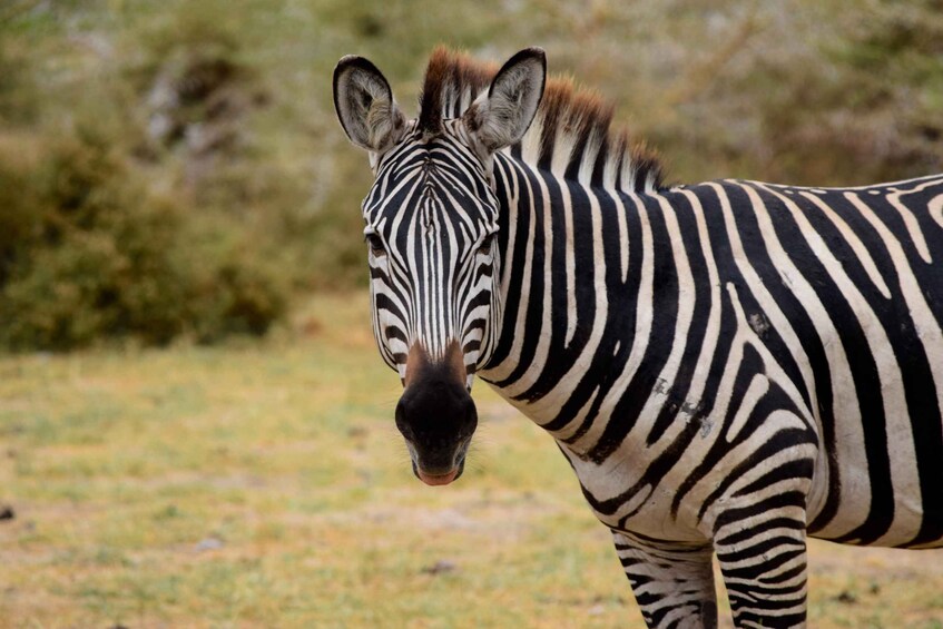 A zebra standing in a grassy field with trees in the background. 4