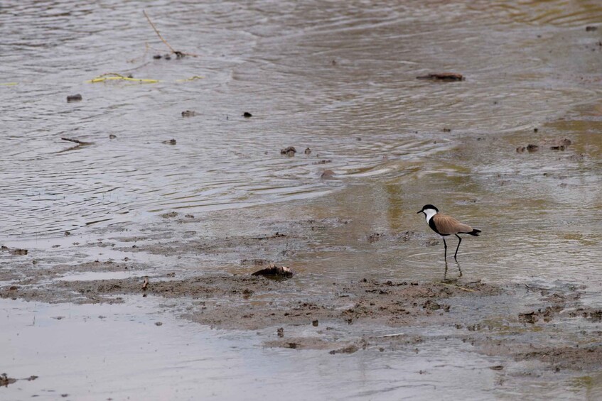 Picture 28 for Activity Lake Manyara Overnight Trip with Canoeing & Treetop Walkway 2