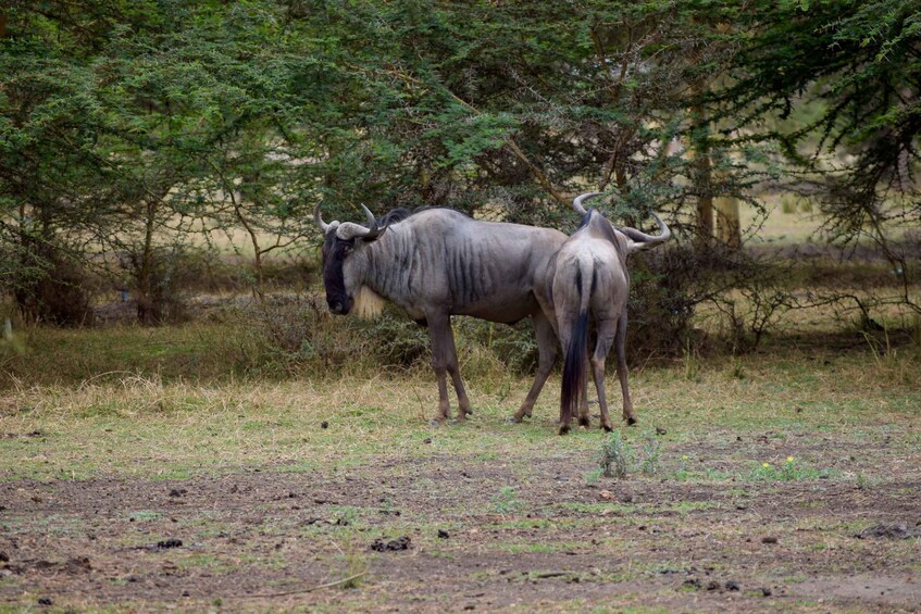 Picture 10 for Activity Lake Manyara Overnight Trip with Canoeing & Treetop Walkway 5