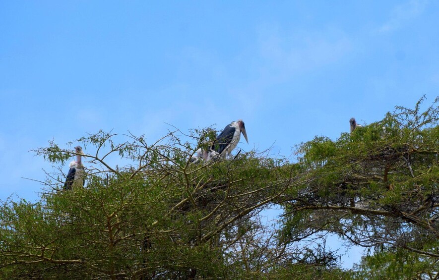 Picture 34 for Activity Lake Manyara Overnight Trip with Canoeing & Treetop Walkway 3