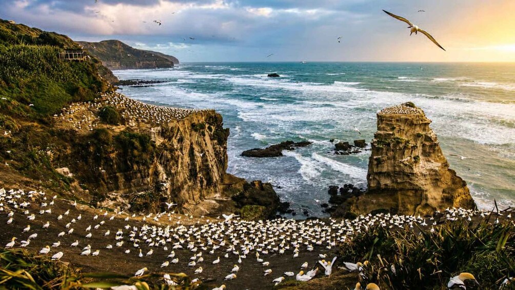 A coastal landscape with cliffs, a flock of birds, and the ocean. 5
