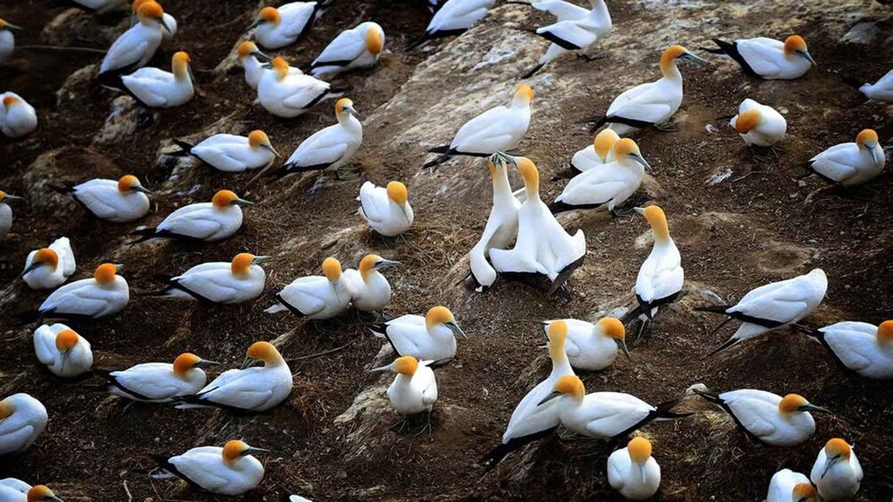A group of birds with white feathers and orange heads gathered on rocky terrain. 4