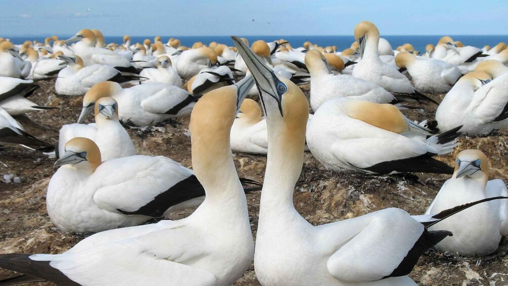 A large colony of gannets on a rocky shore with the ocean in the background. 1