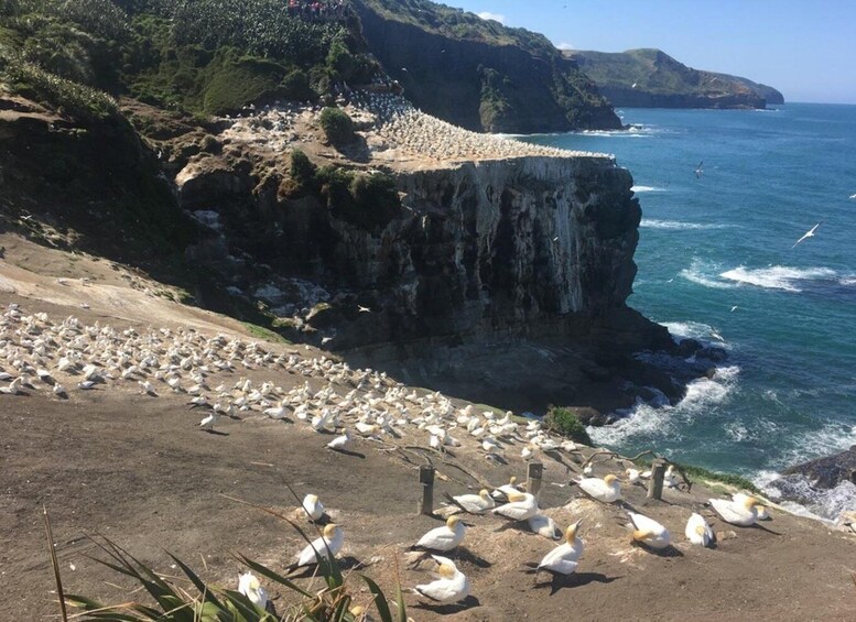 A coastal cliff with a flock of seabirds on the beach and the ocean in the background. 2