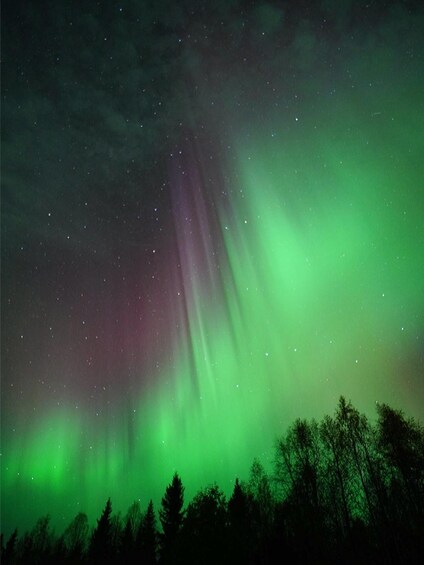 The aurora borealis over a forest. 4