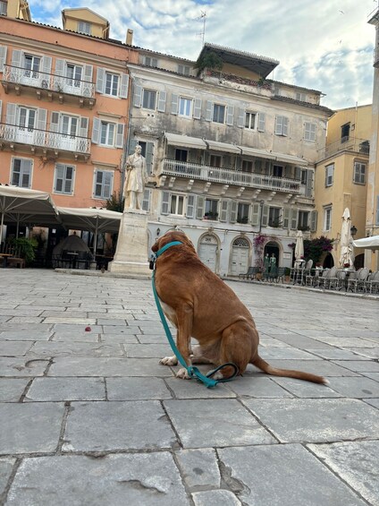 Picture 1 for Activity Corfu: Dog Sightseeing Tour 3