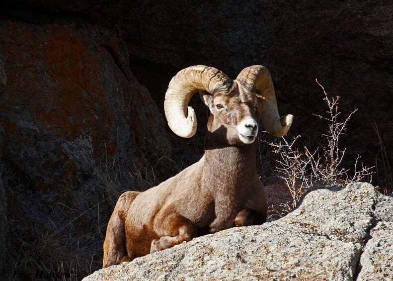 Un borrego cimarrón con grandes cuernos curvados descansando sobre una roca. 4