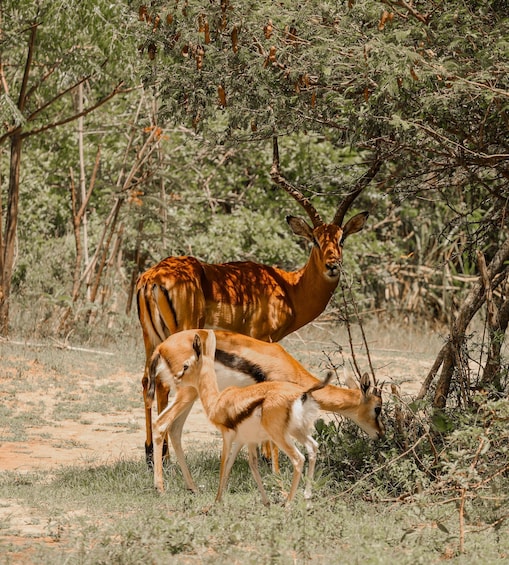 Una antílope kudu pastando en una sabana con árboles de acacia. 5