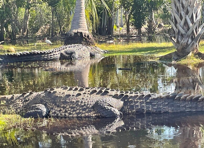 From Huatulco: Crocodiles and Turtles Eco Day-Tour 1