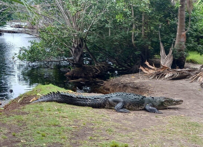 Picture 14 for Activity From Huatulco: Crocodiles and Turtles Eco Day-Tour 4