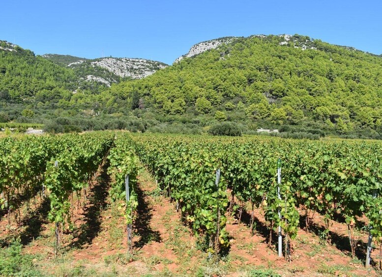 A vineyard with rows of grapevines. 1