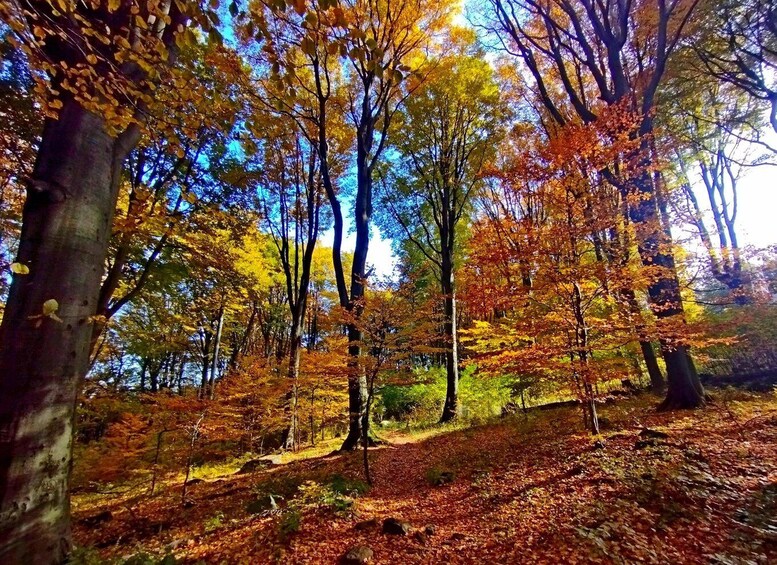 A forest with autumn-colored leaves on trees and a path covered with fallen leaves. 3