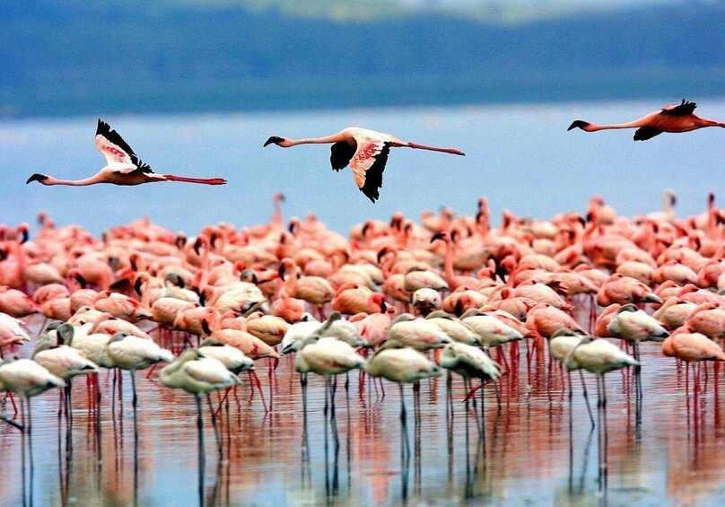 En stor flok flamingoer står i lavt vand, mens nogle få fugle flyver på himlen. 3