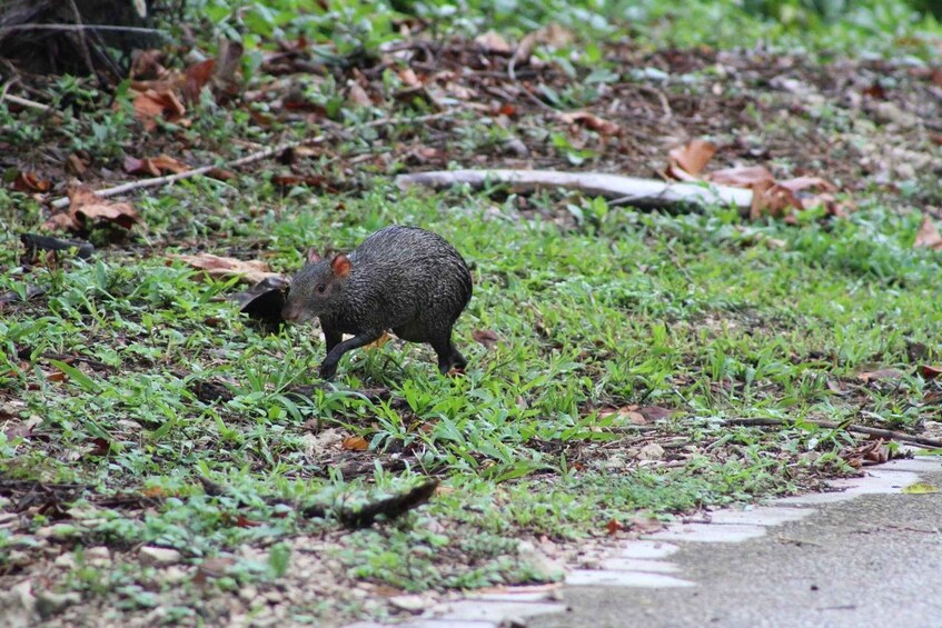 Picture 6 for Activity Guided walking tour in the Palenque jungle (Palenque National Park) 4