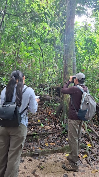 Guided walking tour in the Palenque jungle (Palenque National Park) 1