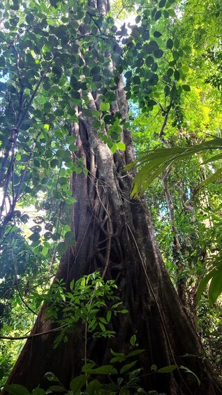 Picture 8 for Activity Guided walking tour in the Palenque jungle (Palenque National Park) 3