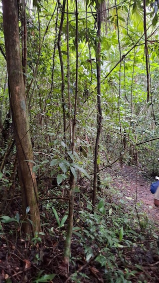 Picture 2 for Activity Guided walking tour in the Palenque jungle (Palenque National Park) 5