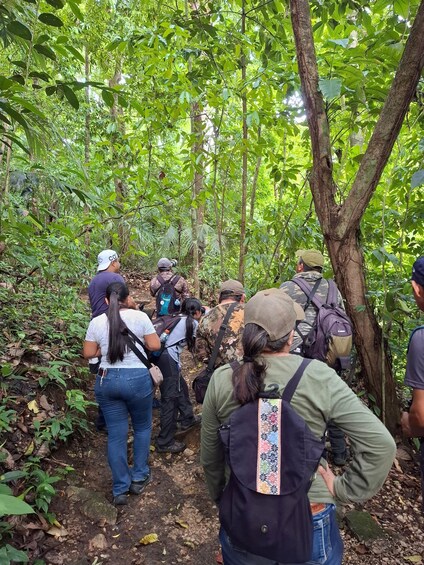 Picture 4 for Activity Guided walking tour in the Palenque jungle (Palenque National Park) 2