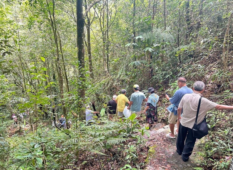 A group of people hiking through a dense forest with ferns and trees. 2