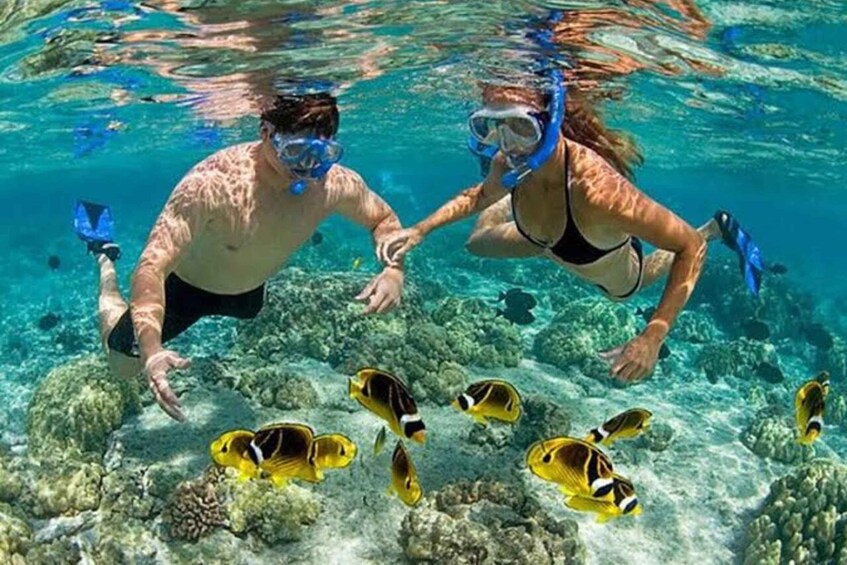 Picture 2 for Activity Zanzibar: Safari blue day trp with Snorkel,Star fish & Lunch 3