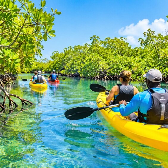 People kayaking on a clear waterway surrounded by mangrove trees. 5