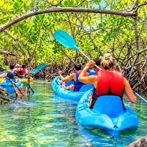 People kayaking in a mangrove area. 2